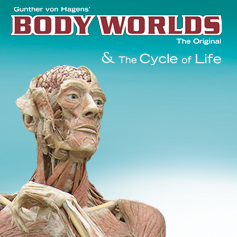 body worlds & the cycle of life reviews